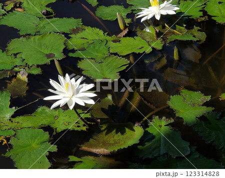 Water lily blooming on the pond at Bali at Indonesia. 123314828