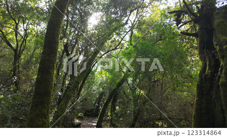 Mystical forest at Rio de Mouros pathway in Condeixa, Coimbra Portugal Mystical forest at Rio de Mouros pathway in Condeixa, Coimbra Portugal 123314864