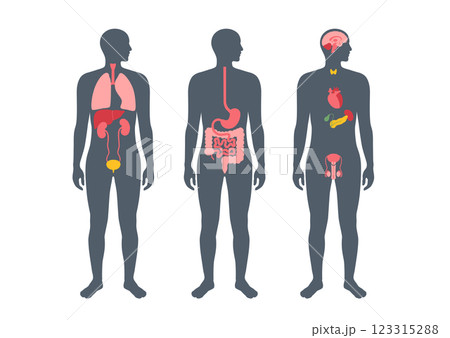 Human internal organs 123315288