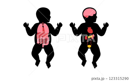 Human internal organs Human internal organs 123315290