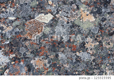 Texture of flat stone in tundra covered with lichens 123315595