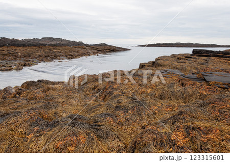 Seaweed on coastal rocks of the Barents Sea Seaweed on coastal rocks of the Barents Sea 123315601
