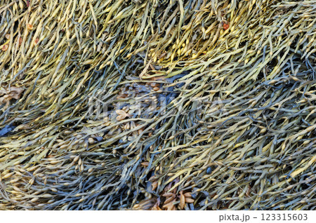 Closeup of wet multi-colored algae 123315603