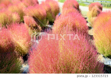 色づく　コキア　紅葉 123315723