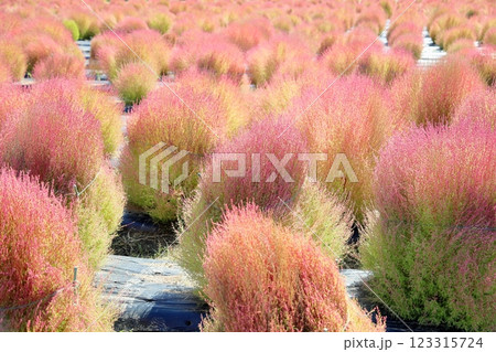 色づく　コキア　紅葉 123315724