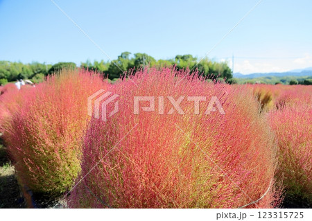 色づく　コキア　紅葉 123315725