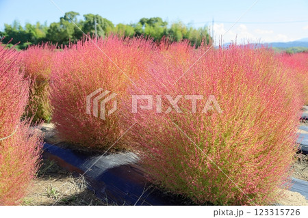 色づく コキア 紅葉 色づく コキア 紅葉 123315726