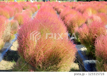 色づく　コキア　紅葉 123315728