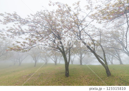 濃霧とぼたん桜(大分県別府市) 濃霧とぼたん桜(大分県別府市) 123315810