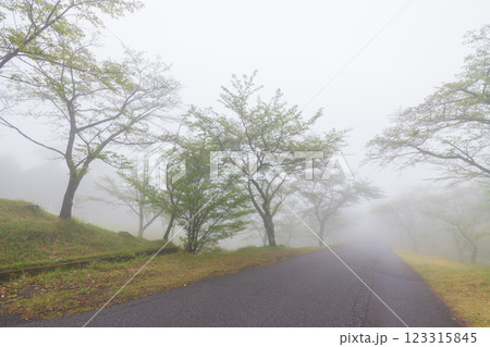 濃霧と道路(大分県別府市) 濃霧と道路(大分県別府市) 123315845