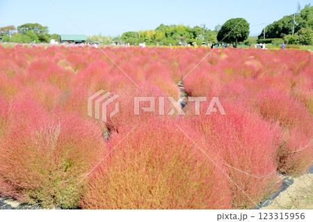 色づく　コキア　紅葉 123315956