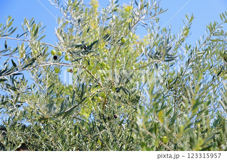 爽やか　色づく　オリーブの実 123315957