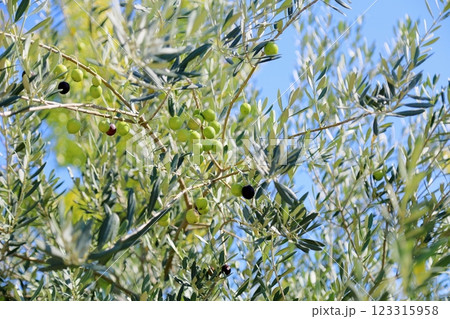 爽やか　色づく　オリーブの実 123315958