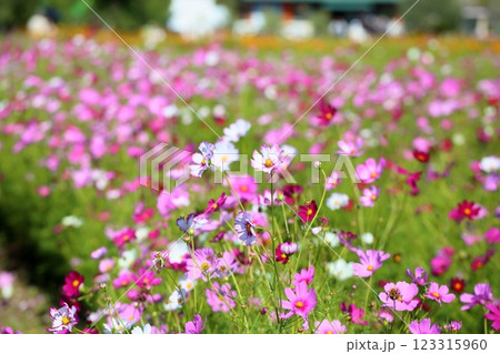 可愛い コスモスの花 可愛い コスモスの花 123315960