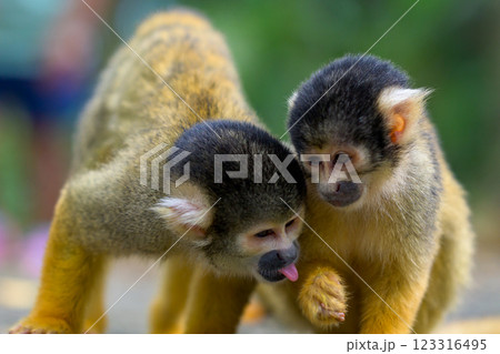 石垣やいま村のリスザル – 可愛らしい表情の瞬間 123316495