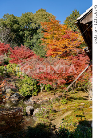 京都市左京区岩倉上蔵町　岩倉山　実相院門跡（岩倉御殿）　池泉回遊式庭園　紅葉 123316545