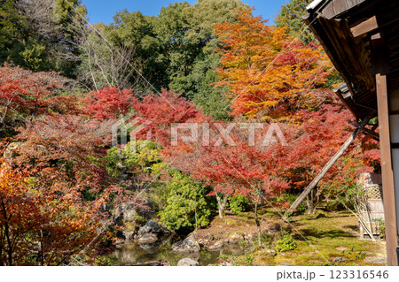京都市左京区岩倉上蔵町　岩倉山　実相院門跡（岩倉御殿）　池泉回遊式庭園　紅葉 123316546