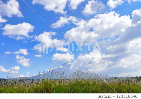 秋の富士山麓：すすきの草原と青空のコントラスト 123316646