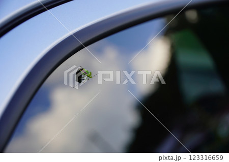 車のウインドウにカメムシ：虫対策の必要性 123316659