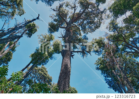 Tree trunks stretch with green crowns into the blue sky, San Carlos de Bariloche Tree trunks stretch with green crowns into the blue sky, San Carlos de Bariloche 123316723