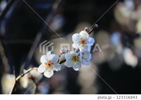 白い梅の花 123316843