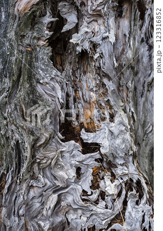 朽ちてゆく桜の木の姿 123316852