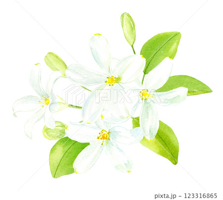 ジャスミンの水彩イラスト　アナログ手描き 123316865