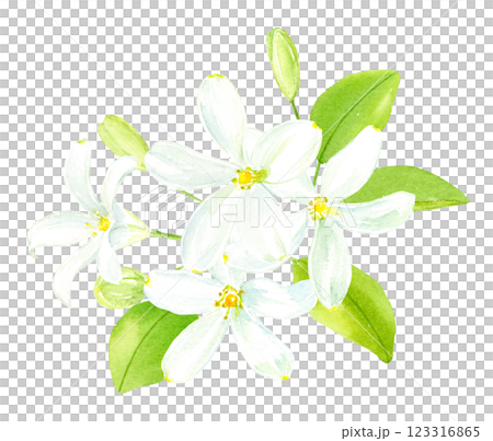 ジャスミンの水彩イラスト　アナログ手描き 123316865