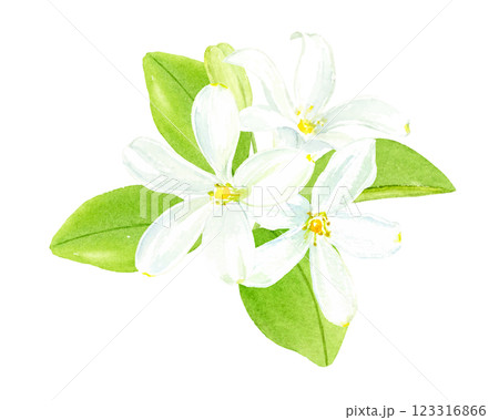 ジャスミンの水彩イラスト　ベクター 123316866