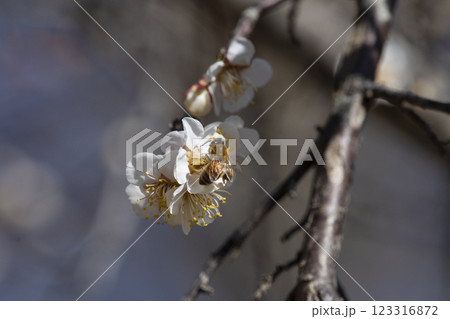 梅に蜂 梅に蜂 123316872