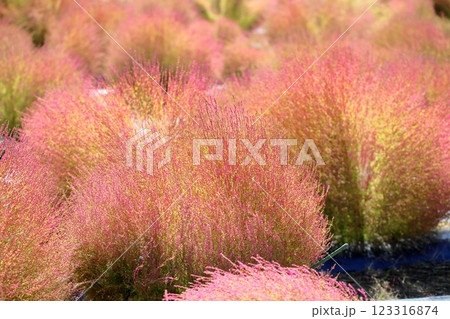 色づく　コキア　紅葉 123316874