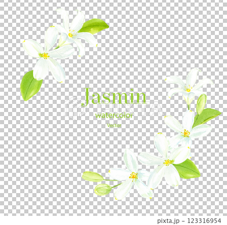 Watercolor jasmine circle frame Watercolor jasmine circle frame 123316954