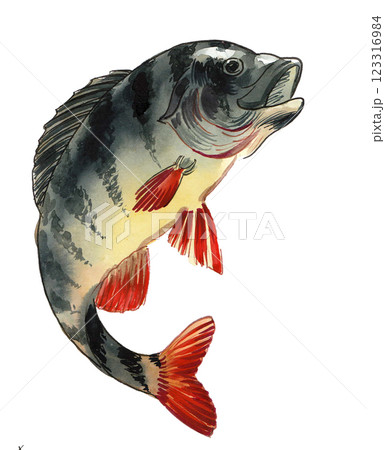 Leaping fish.  Hand drawn watercolour illustration 123316984