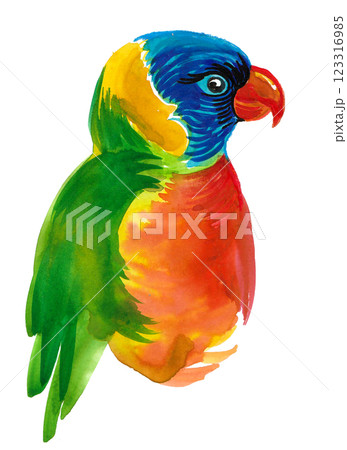 Parrot bird.  Hand drawn watercolour illustration 123316985