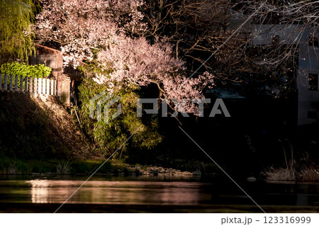 210408中橋夜桜g039 210408中橋夜桜g039 123316999