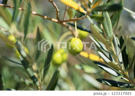 爽やか　オリーブの実 123317085