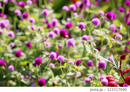 可愛い センニチコウの花 可愛い センニチコウの花 123317090