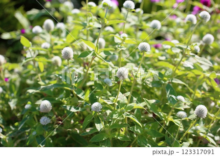 爽やか センニチコウの花 爽やか センニチコウの花 123317091