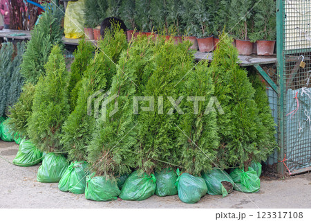Coniferous Tree Thuja Plants 123317108