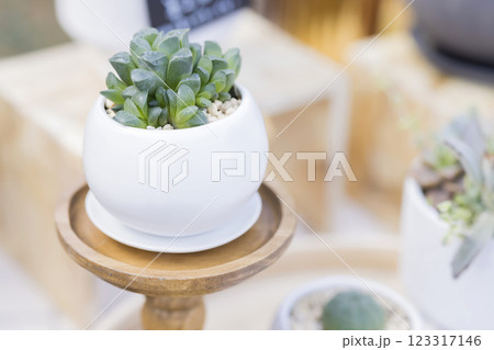 マルシェで売っている多肉植物 マルシェで売っている多肉植物 123317146