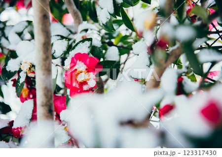 ＜冬のイメージ＞冬の花　山茶花と雪 123317430