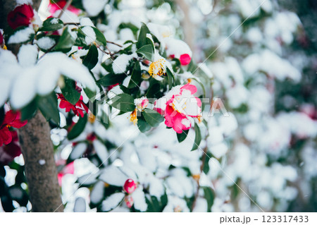 <冬のイメージ>冬の花 山茶花と雪 <冬のイメージ>冬の花 山茶花と雪 123317433