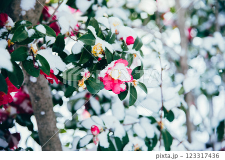 <冬のイメージ>冬の花 山茶花と雪 <冬のイメージ>冬の花 山茶花と雪 123317436