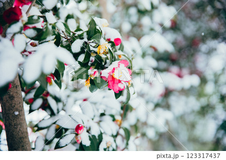 ＜冬のイメージ＞冬の花　山茶花と雪 123317437
