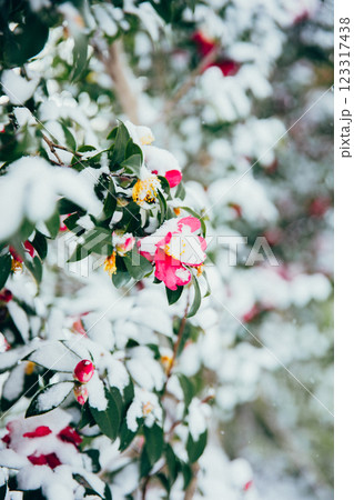 ＜冬のイメージ＞冬の花　山茶花と雪 123317438