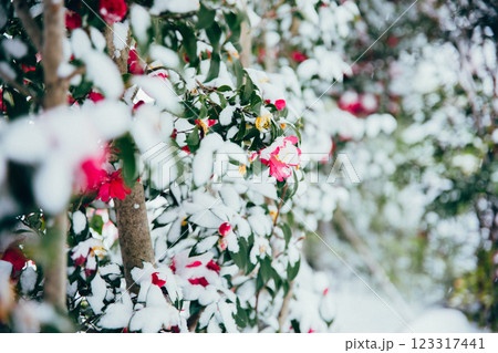 <冬のイメージ>冬の花 山茶花と雪 <冬のイメージ>冬の花 山茶花と雪 123317441