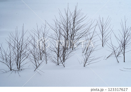 雪に埋もれた草木 a-1 雪に埋もれた草木 a-1 123317627