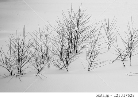 雪に埋もれた草木　a-2 モノクロ 123317628