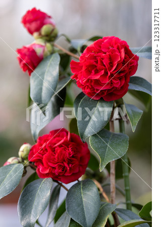 大船渡市碁石海岸世界のつばきまつり 123317711