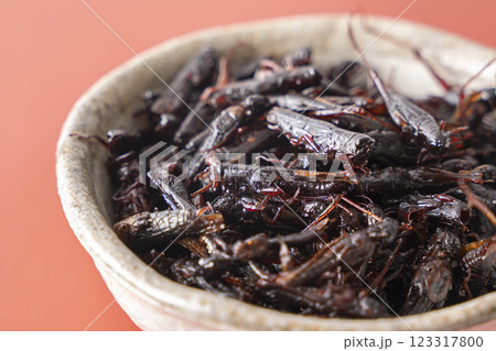 いなごの甘露煮 昆虫食 いなごの甘露煮 昆虫食 123317800